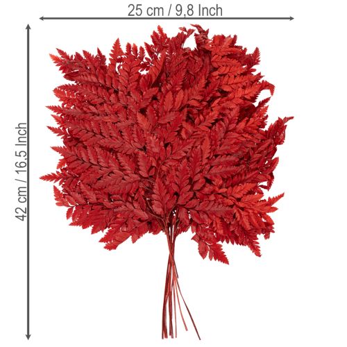 Säilötyt ja värjätyt saniaisenlehdet, aito saniaiset syysasetelmiin, 42 cm, 10 kpl | Floristik24.fi