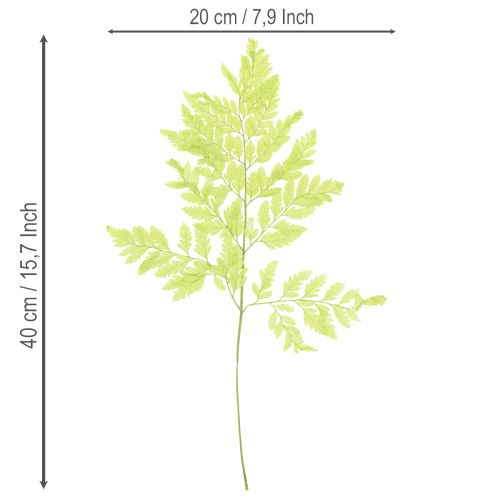 kohteita Saniaiset: Säilötty, korkealaatuinen luonnonmateriaali kestäviin sisustusprojekteihin, 40 cm, 10 kpl