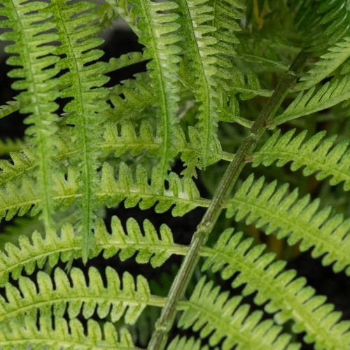 Keinotekoinen saniainen ruukussa olohuoneeseen ja toimistoon, 35 cm | Floristik24.fi
