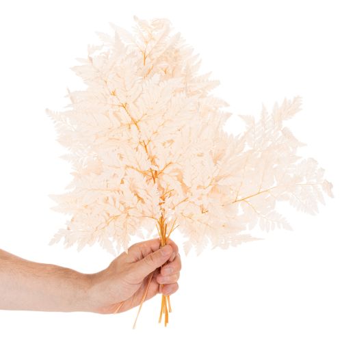Kuivatut saniaiset maljakon koristeet 42cm 10kpl | Floristik24.fi