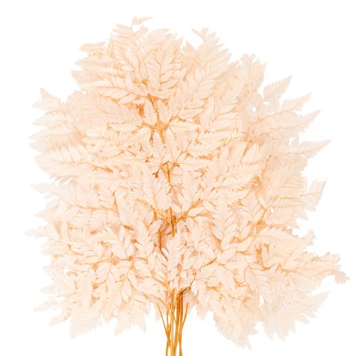 Kuivatut saniaiset maljakon koristeet 42cm 10kpl | Floristik24.fi