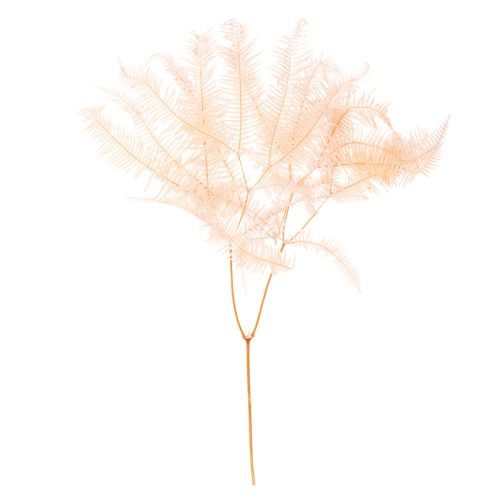 Kuivattuja saniaisia, saniaisten koriste maljakoihin, 60 cm, 10 kpl ostaa | Floristik24.fi