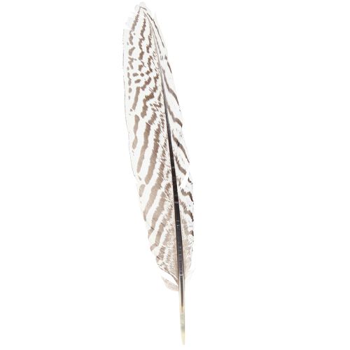 kohteita Fasaanin höyhenet askarteluihin ruskea beige luonnollinen 20cm 20kpl