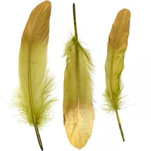 Floristik24 Höyhenet askarteluihin, koristehöyhenet, vihreä-kulta, L16-20cm, 24 kpl