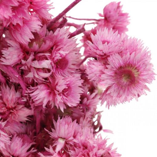 Mini Olkikukka Vaaleanpunainen Kuivatut Kukka Kivikukka K20cm 15g
