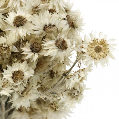 kohteita Mini Olkikukka Valkoinen Kuivakukka Deco Rock Flower K20cm 15g