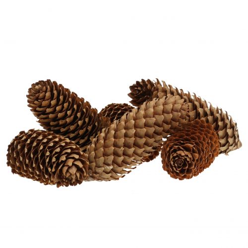 Floristik24 Kuusenkäpyjä luonto 13cm 12 kpl