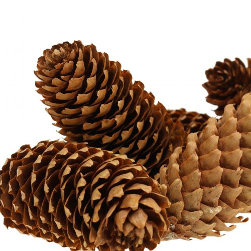 Floristik24 Kuusenkäpyjä luonto 13cm 12 kpl