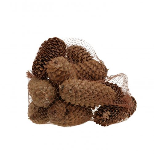 Floristik24 Kuusenkäpyjä luonto 13cm 12 kpl