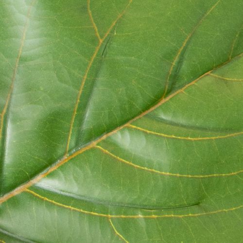 Keinotekoinen Ficus lyrata 120 cm koriste olohuoneeseen | Floristik24.fi