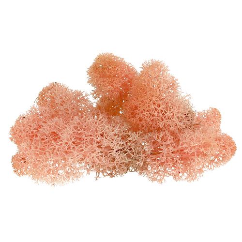 Koristeellinen sammal Islannin sammal pinkki 400g