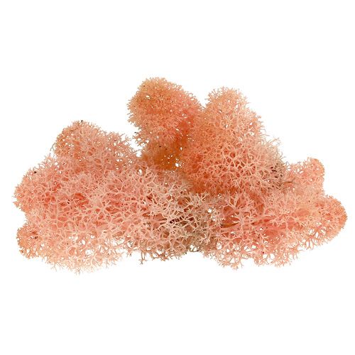 Floristik24 Deco sammal poro sammal pinkki 400g