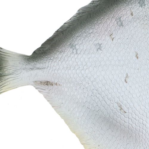 Floristik24 Deco kala L21cm