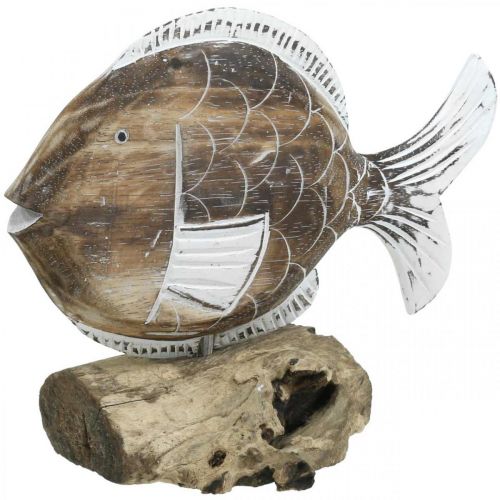 Floristik24 Koristeellinen kalajalusta juurella Merikoristelu 27cm