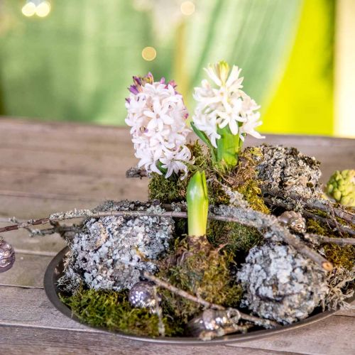 Floristik24 Jäkälä luonnollinen koriste sammaleenharmaalla 500g