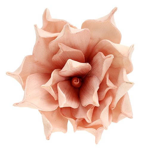 kohteita Vaahtokukka magnolia vaaleanpunainen Ø15cm L65cm