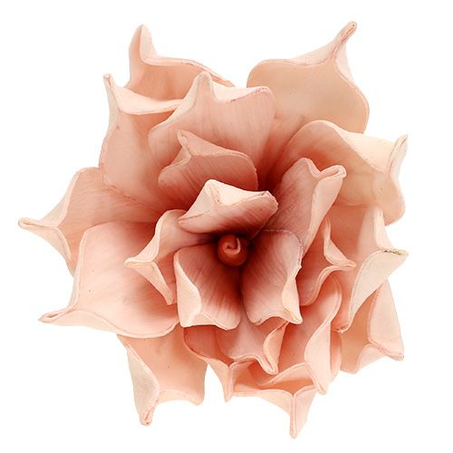 Floristik24 Vaahtokukka magnolia vaaleanpunainen Ø15cm L65cm