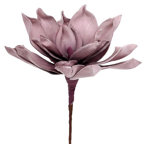Floristik24 Vaahtokukka Magnolia Berry Ø15cm L67cm