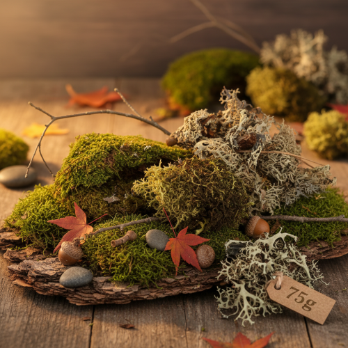 kohteita Koristeellinen sammal askarteluun, sekoitettu vihreä ja vaaleanvihreä luonnonsammalta, 75g