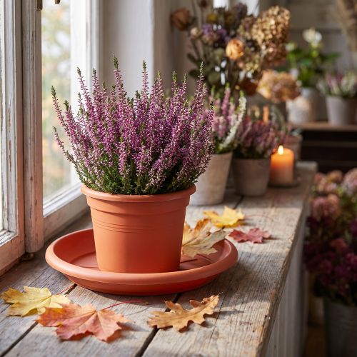 Lasinnaula "Linda" Ø24cm terrakotta | Floristik24.fi