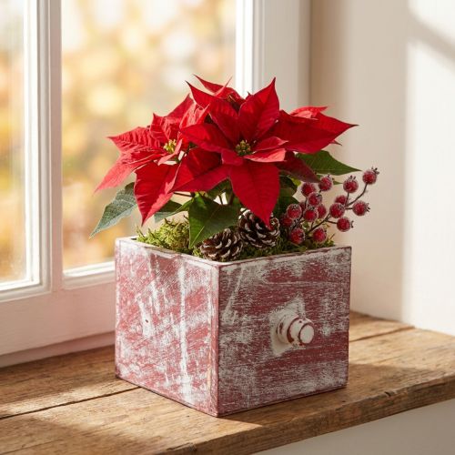 Kasvilaatikko puinen koristeellinen laatikko shabby chic punainen valkoinen 12cm | Floristik24.fi