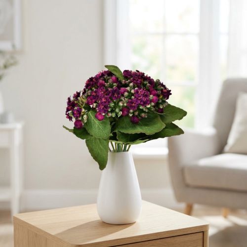 Flaming Käthchen Kalanchoe tekovioletti 24cm | Floristik24.fi