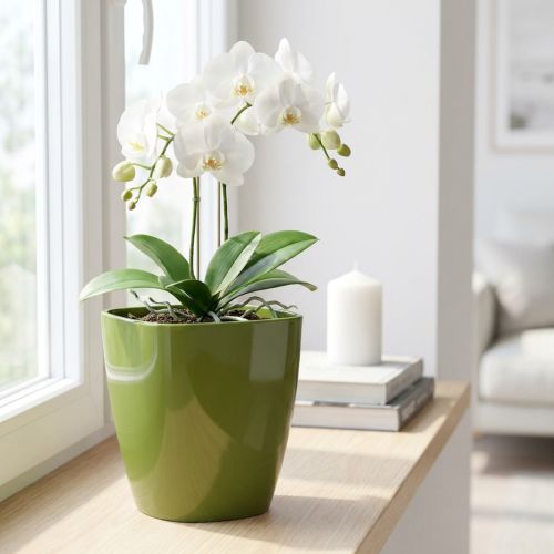 Orkidearukku kiiltävä Ø12,5cm oliivinvihreä 1 kpl | Floristik24.fi