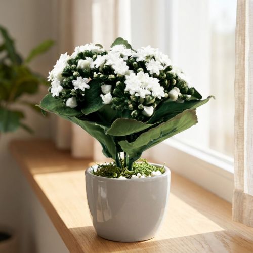 Keinotekoinen Kalanchoe Flaming Käthchen White 24cm | Floristik24.fi