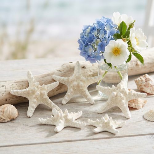 Valkoinen meritähtikoriste, kuivattu meritähti askarteluun 7-11cm 15kpl | Floristik24.fi