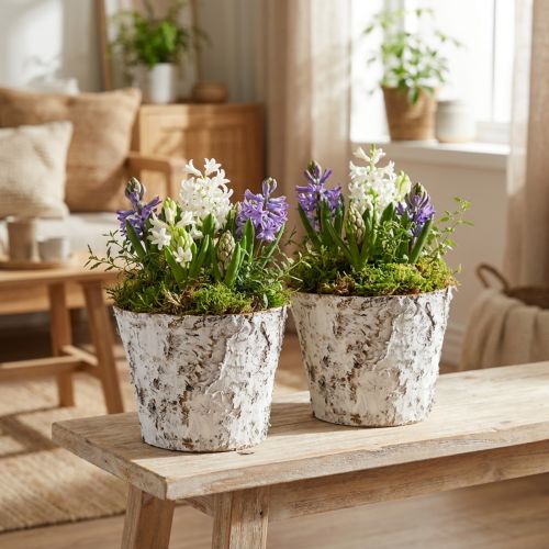 Koristeruukku vaalennettua koivua Ø18cm K15cm 2kpl | Floristik24.fi