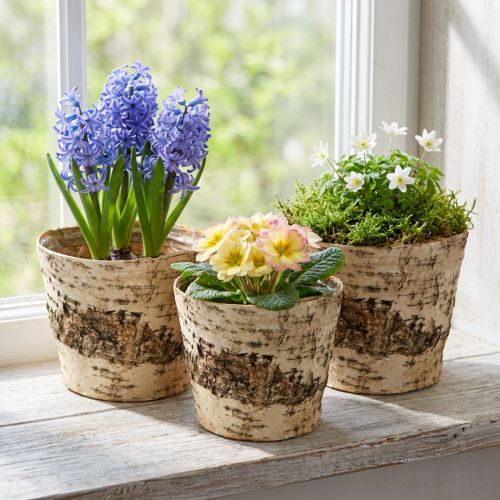 Koivuinen ruukkukasvi, tuohta ja foliota, Ø15cm, korkeus 13cm, 3 kpl | Floristik24.fi