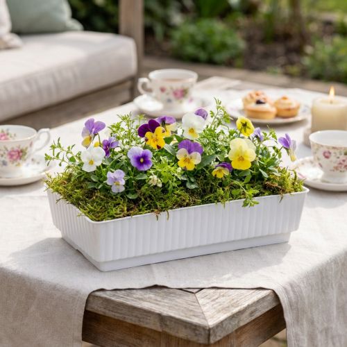 Pistorasia Lara 15cm x 8cm x 4cm 10kpl | Floristik24.fi