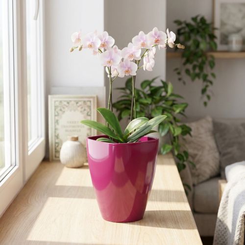 Orkidearukku kiiltävä Ø12,5cm kirsikka 1 kpl | Floristik24.fi