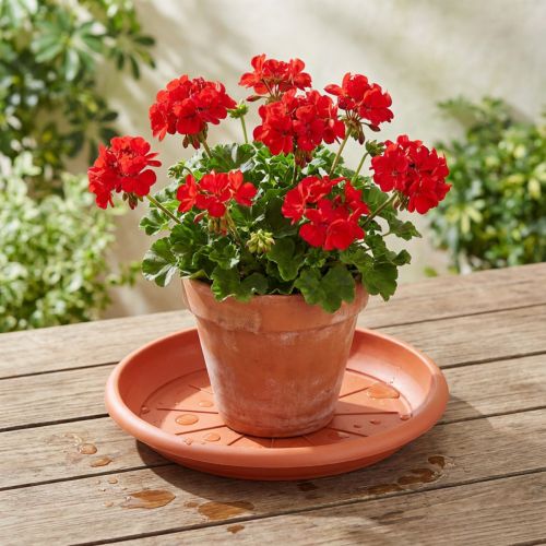 Lasinnaula "Linda" Ø33cm terrakotta | Floristik24.fi