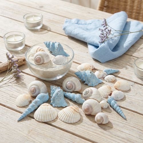 kohteita Kuoren koristeet etanankuoret sininen luonnollinen 3-5 cm 150 g