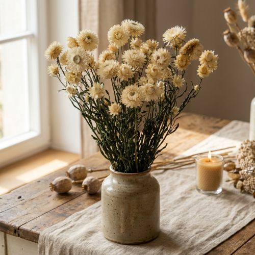 Kuiva koriste olkikukka kerma helichrysum kuivattu 50cm 30g | Floristik24.fi