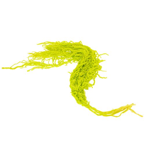 kohteita Kuivattuja ketunhäntäkukkia, värjättyjä, kodin sisustukseen ja ainutlaatuisiin yksityiskohtiin, 100 cm, 5 kpl