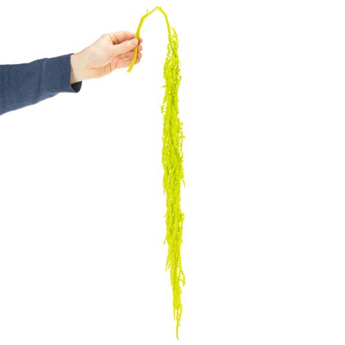 kohteita Kuivattuja ketunhäntäkukkia, värjättyjä, kodin sisustukseen ja ainutlaatuisiin yksityiskohtiin, 100 cm, 5 kpl