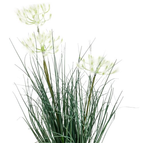 Floristik24 Bulrush Grass tekokukka Tekokukat ruukussa 56cm