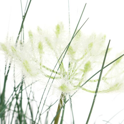 Floristik24 Bulrush Grass tekokukka Tekokukat ruukussa 56cm