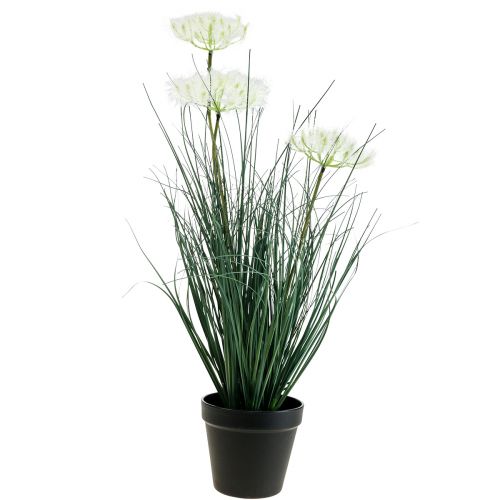 Floristik24 Bulrush Grass tekokukka Tekokukat ruukussa 56cm
