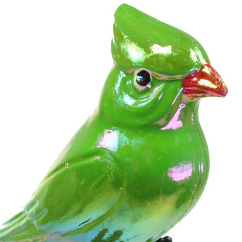 Floristik24 Puutarhatulppa papukaija vihreä 16cm