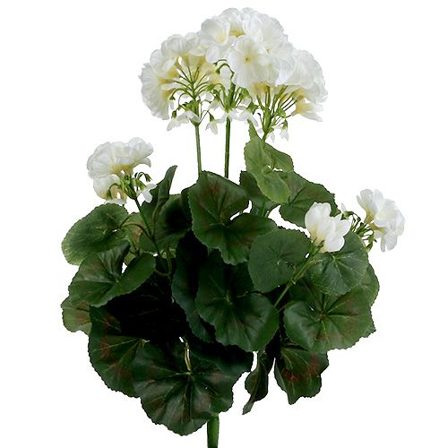 Floristik24 Geranium pensas valkoinen 38cm