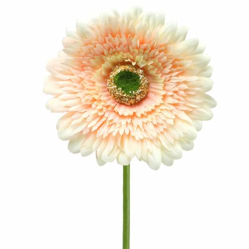 Floristik24 Keinotekoinen gerbera-persikka 62cm 6kpl