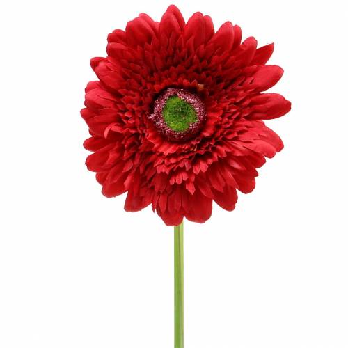 Floristik24 Keinotekoinen gerbera punainen 62cm 6kpl