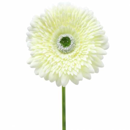 Floristik24 Gerbera tekovalkoinen 62cm 6 kpl
