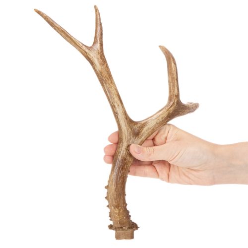 Keinotekoiset sarvet, elävän näköiset, maalaismaiset, 32 cm | Floristik24.fi