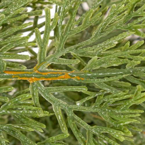 Keinotekoinen kuusiseppele oviin ja ikkunoihin, 200 cm | Floristik24.fi