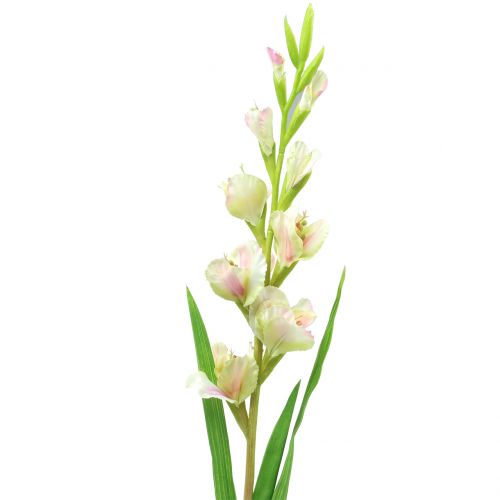 Floristik24 Gladiolus valkoinen 93cm
