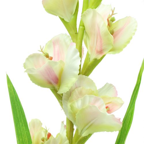 Floristik24 Gladiolus valkoinen 93cm